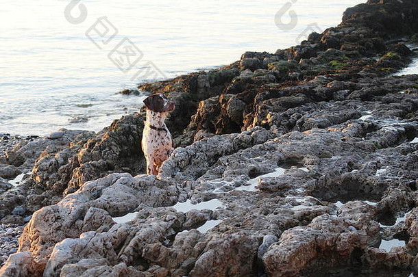 夕阳海滩，湿漉漉的小狗在一个美好的春晚在岩石池里嬉戏