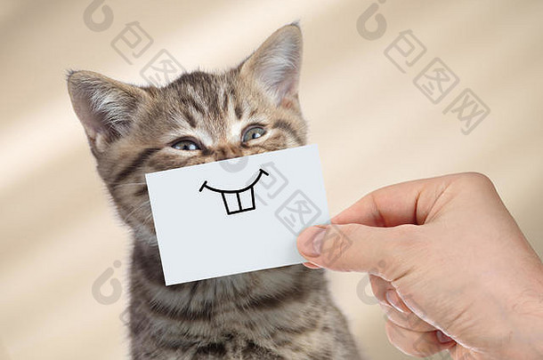 有趣的猫微笑纸板