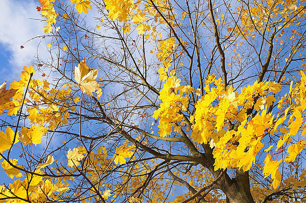 黄色的枫叶映衬着蓝天，秋天的树木