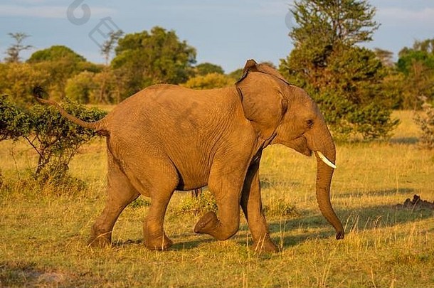 非洲象在萨凡纳的灌木丛中奔跑
