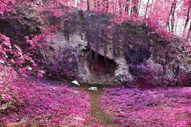 美丽的色彩斑斓的幻想景观亚洲紫色的红外照片风格