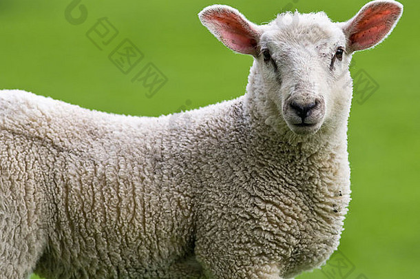 英格兰诺森伯兰，沃尔附近的农场里，春天的羔羊