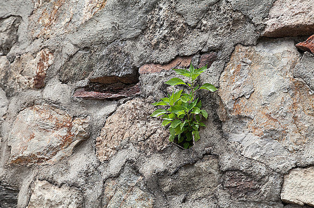 年轻的植物日益增长的石头墙