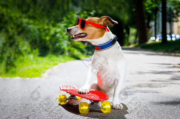 杰克·拉塞尔梗狗作为一名滑冰运动员，在暑假里戴着太阳镜，骑着滑板