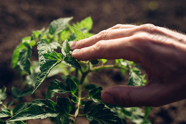 农民控制菜园番茄植物生长，有机食品<strong>生产</strong>，选择重点