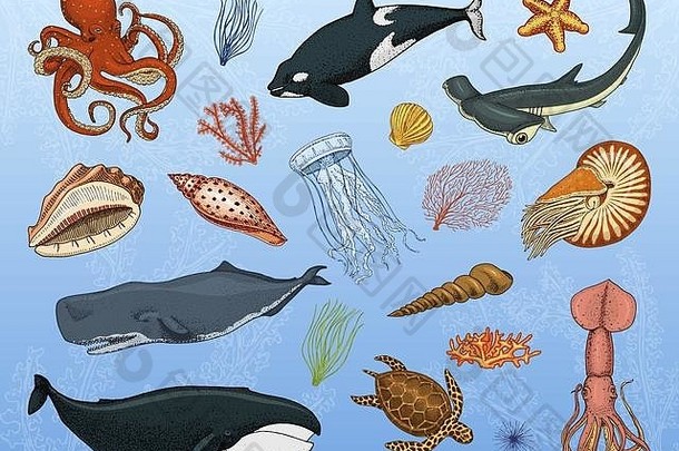 鱼类或海洋生物蓝鲸。，水母和海星。章鱼和鱿鱼，鱿鱼，锤头鲨。绿海龟和海马。用古老的古董素描手工雕刻而成。