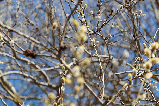 柳枝在春天的白天