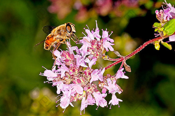 马乔拉姆岛上的蜜蜂