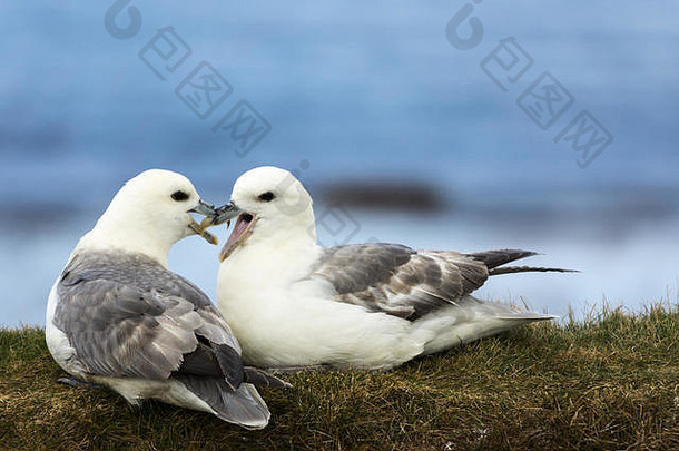 两只海鸥创造了一个爱情场景。