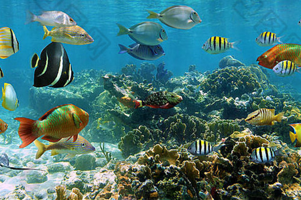 水下全景浅珊瑚礁Shoal色彩斑斓的热带鱼加勒比海