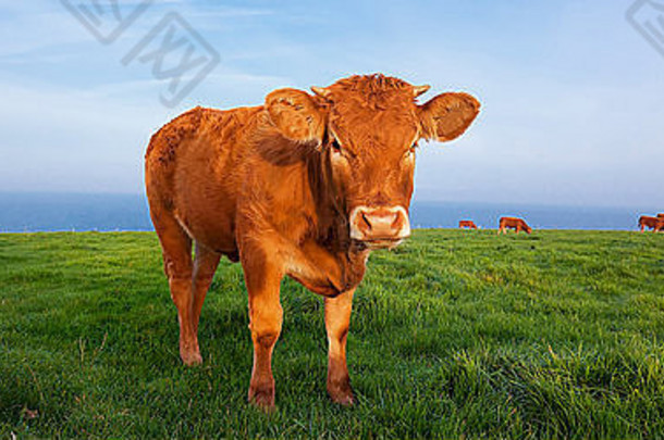 法国诺曼底棕色<strong>奶</strong>牛全景图。