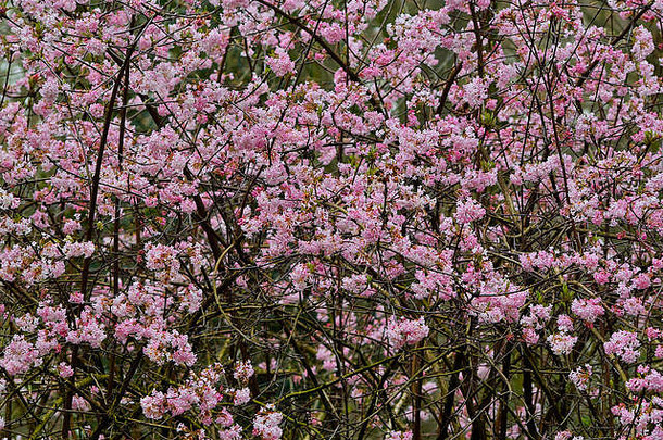 粉红色的盛开的灌木丰富花箭木“黎明”早期春天荚莲属的植物bodnantense努公园不来梅德国