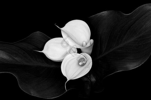 黑色的白色马蹄莲百合