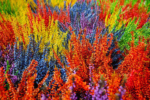 五彩缤纷的开花希瑟毕加索植物色彩斑斓的花背景