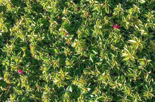 三角梅绿色的叶子和粉红色的热带花卉布局背景。绿色植物墙，垂直花园墙纸。观赏植物绿色篱笆。