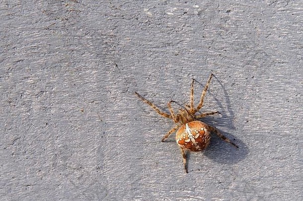 orb韦弗蜘蛛攀爬混凝土墙常见的集团建筑商螺旋轮形状的网发现花园字段