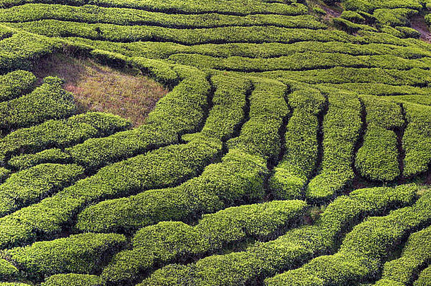 著名的景观茶种植园卡梅隆高地马来西亚