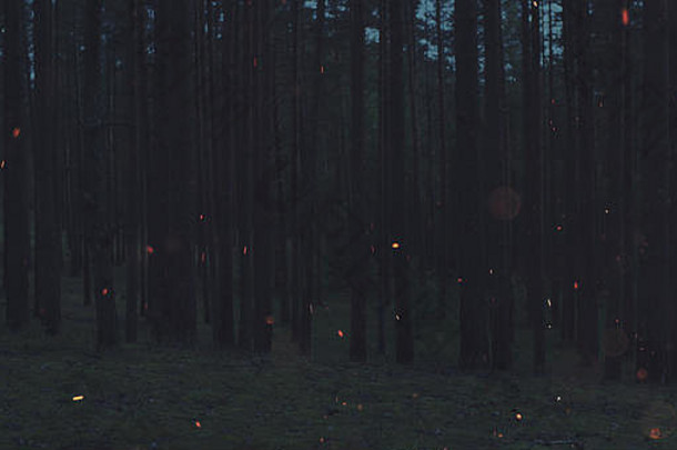 火光在夜森林前缓缓升起