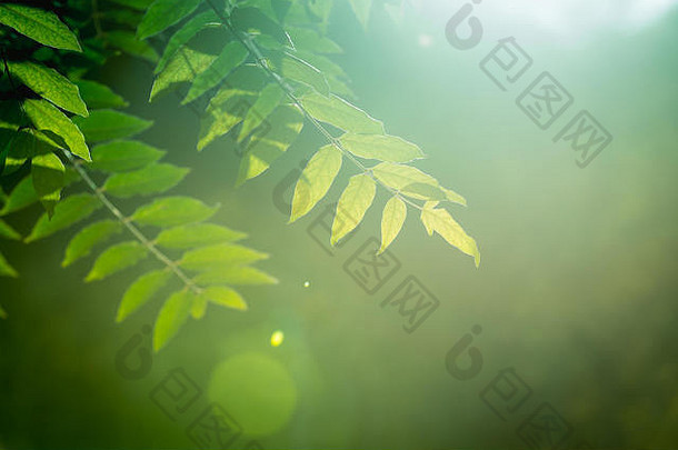分支机构灰树绿色叶子太阳健美的图像