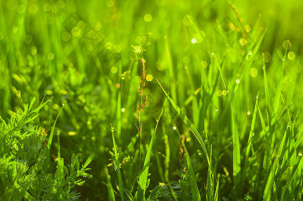 绿色草滴早....露水