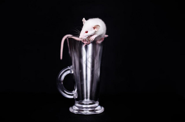 可爱的小白鼠在杯子里为cuppuchino。黑色背景。