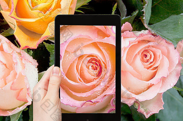 摄影花卉概念-游客在智能手机上拍摄新鲜潮湿的粉红玫瑰特写镜头，