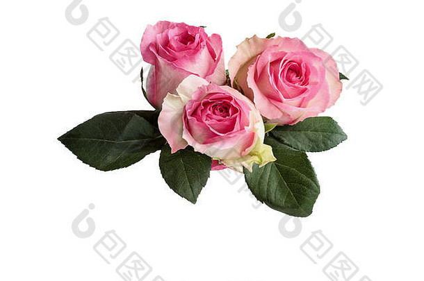 三朵美丽的粉红色和白色<strong>玫瑰</strong>花，叶子在白色背景上相互隔离，包括修剪路径。