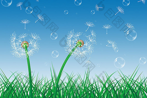 蒲公英天空意味着绿色的草和花