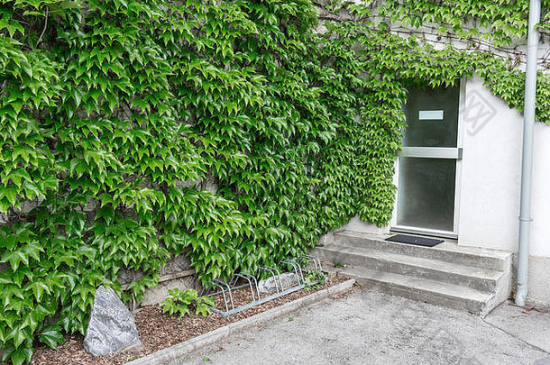 特写镜头砖墙绿色艾薇户外夏天天井小联排别墅常年夏天花园维也纳奥地利