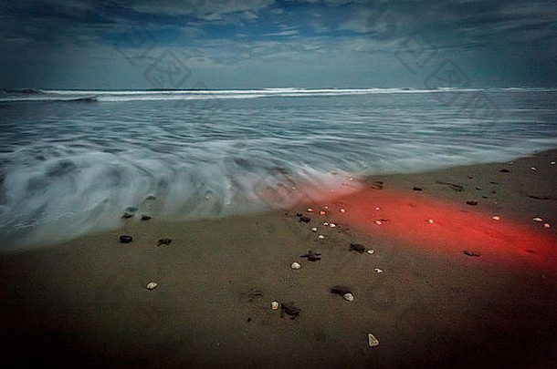 在尼加拉瓜的OliveRidley海龟放生期间，刚孵化的小海龟Lepidochelys olivacea前往大海