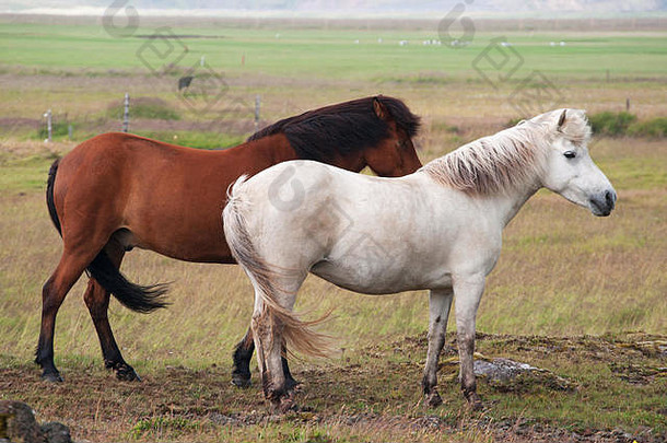冰岛农村冰岛马冰岛马部分本地的品种特征小小马大小