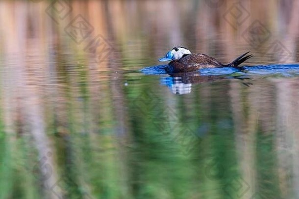 鸭子在湖里游泳。可爱的蓝嘴鸭。绿水倒影。绿色自然背景。鸭子：白头鸭。白头氧化菌。
