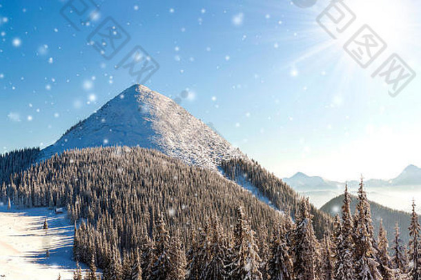 美丽的冬季全景，新鲜的降雪。云杉松树景观，阳光下的蓝天和背景上的喀尔巴阡山脉