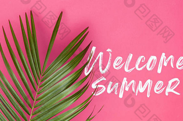 热带棕榈树叶时尚的柔和的粉红色的背景夏天消息