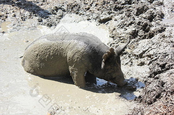 脏泥泞的猪舍圈<strong>脏乱</strong>的地方满溢的泥泥水坑使猪快乐