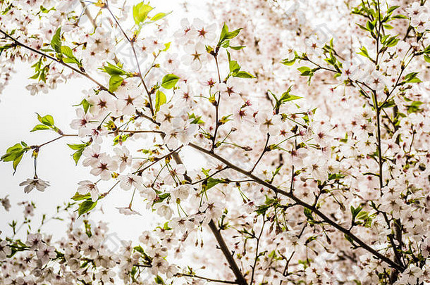 Seokchonhosu湖樱花节。发生在4月初至中旬，樱花美丽地点缀着这座城市。