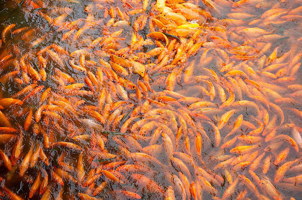 花俏的鲤鱼锦 鲤鱼游泳美丽的跳舞中国人人喂养食物水池塘花园中山公园汕头下巴