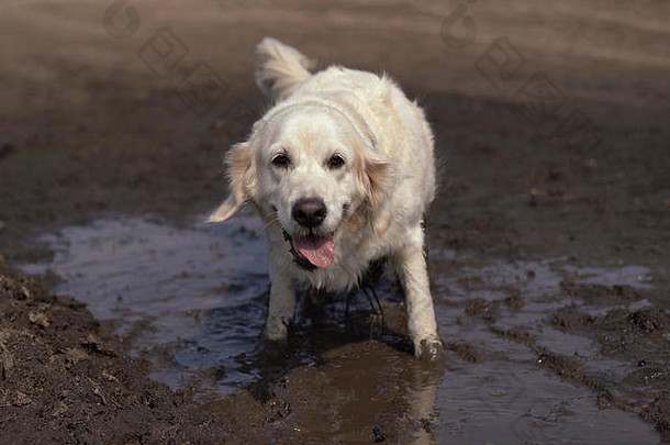 有趣的图片-一只美丽的纯种狗快乐地躺在泥泞的水坑里