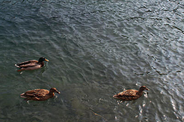 意大利波托菲诺，《自然与动物：水中的三只海鸭》