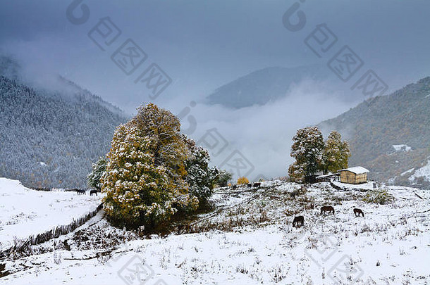 冬天更大的高加索地区雪农村景观牛