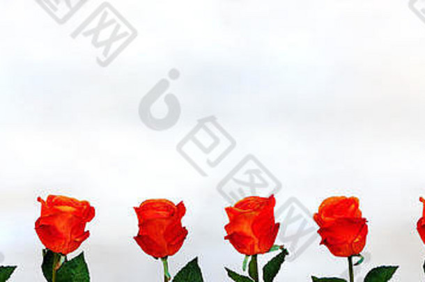 横幅美丽的橙色玫瑰排行白色背景
