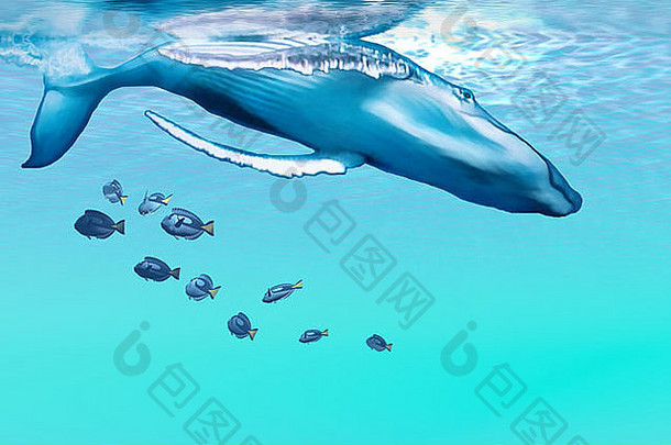 座头鲸鲸鱼潜水蓝色的海洋
