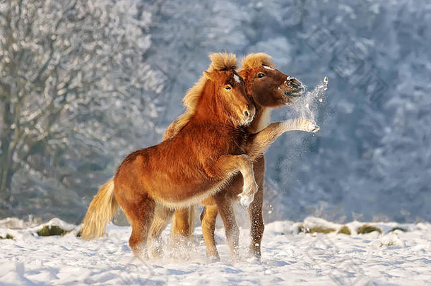 两匹冰岛马，一匹小马驹和它的妈妈在雪地里打雪仗，德国