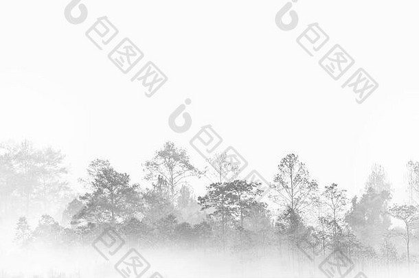 轮廓森林轮廓。浓雾笼罩的丛林。泰国多层热带林地。