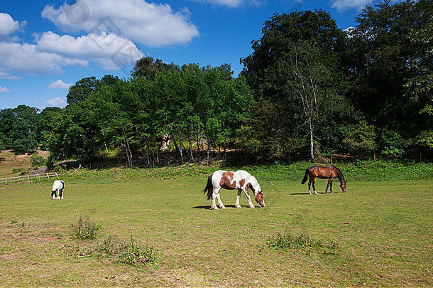 田野里的马，英国萨里