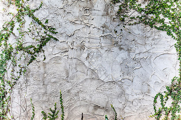 水泥墙和墙上的植物纹理粗糙
