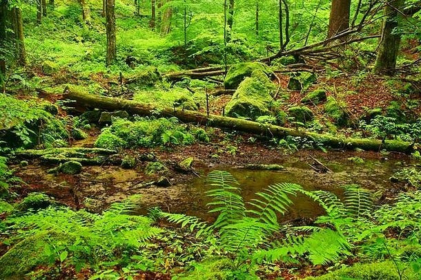 美丽的野生森林。比斯扎迪山脉的胡尔斯基自然保护区。波兰