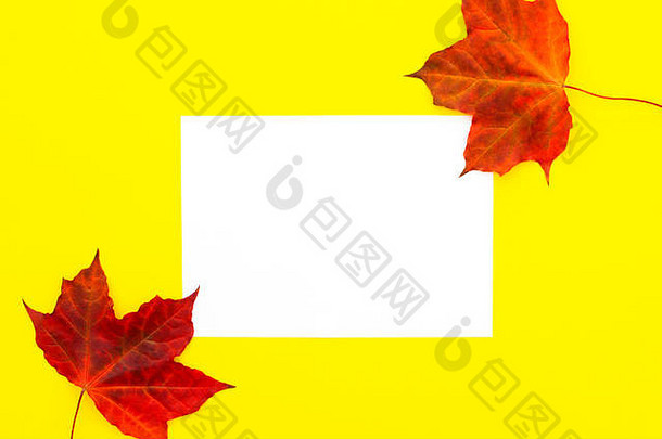 黄色背景上的空白纸，秋天的枫叶。