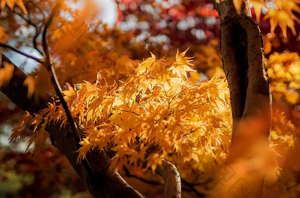 在威斯顿伯特阿雷博特姆拍摄的金色秋叶
