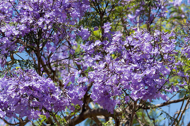 紫茉莉花（Jacaranda mimosifolia）是大果菊科49种开花植物的一个属，盛开着壮观的淡紫色花朵，点缀着夏季的景观。